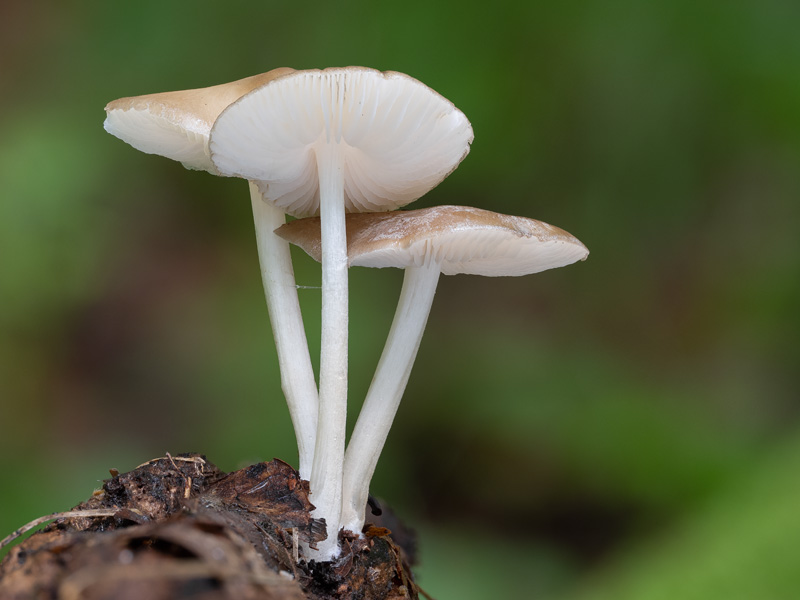 Hydropus subalpinus